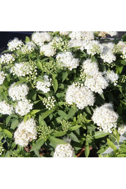 Спірея японська Альбіфлора з білими квітами.